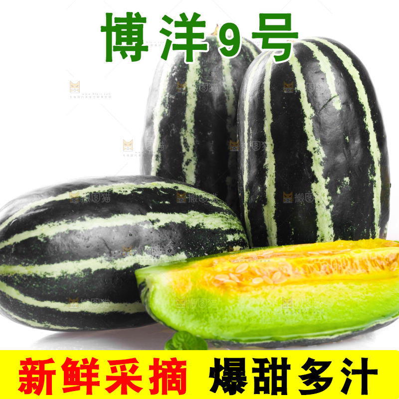 白底上的博洋9号甜瓜