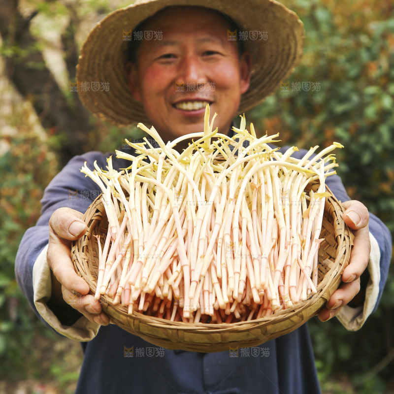 手里端着一篮鱼腥草嫩芽