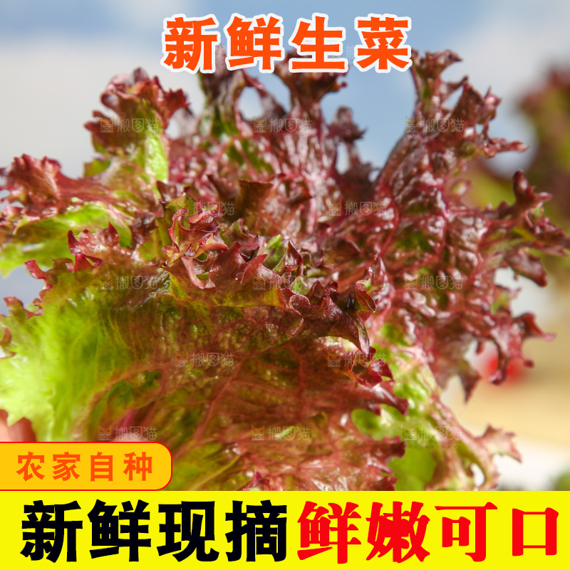 手里拿着紫生菜