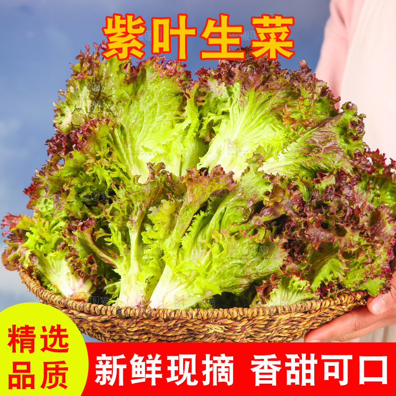手里端着一篮紫霞生菜