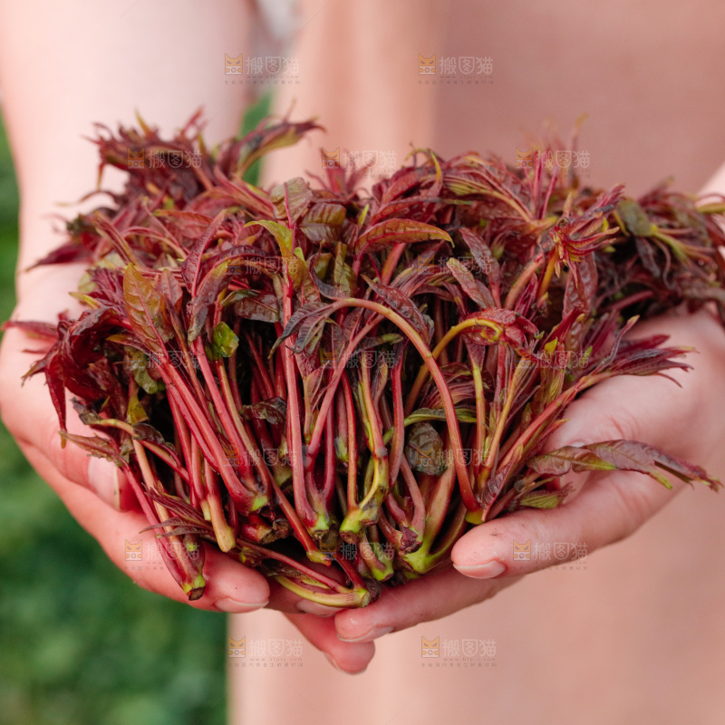 手里拿着香椿芽