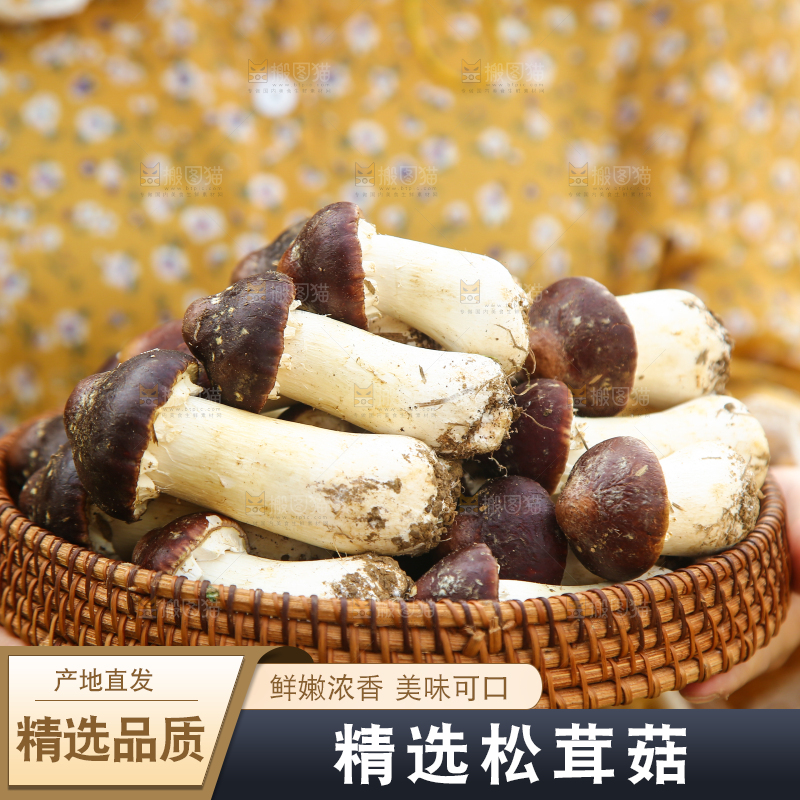 手里端着一篮松茸菇