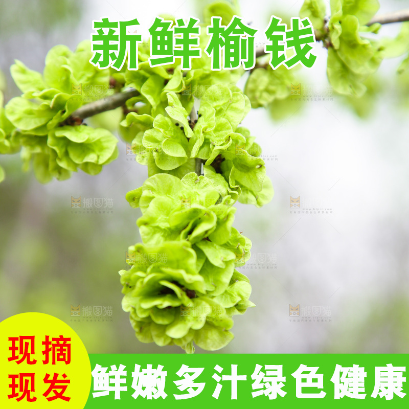 榆钱树枝叶