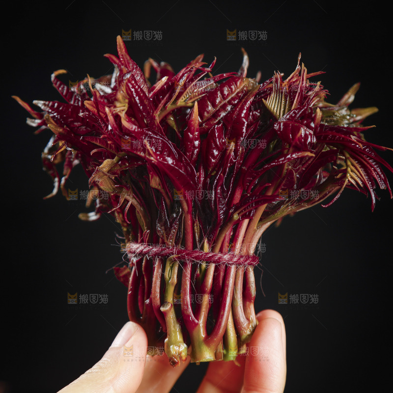 手里拿着香椿芽