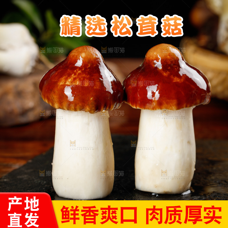 黑底上放着赤茸菇