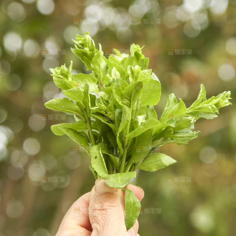 手里拿着枸杞头嫩芽