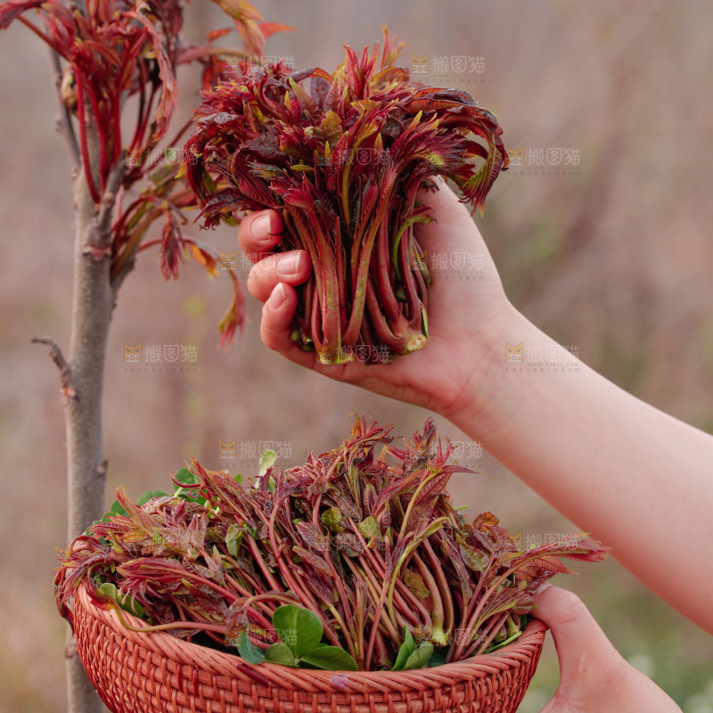 手里拿着香椿芽
