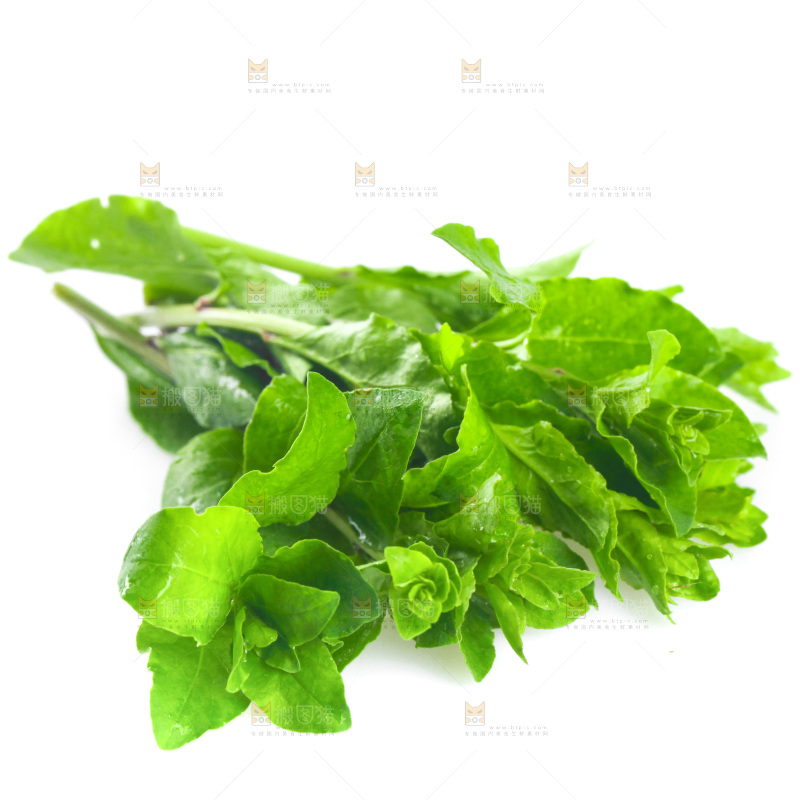 白底上放着枸杞芽