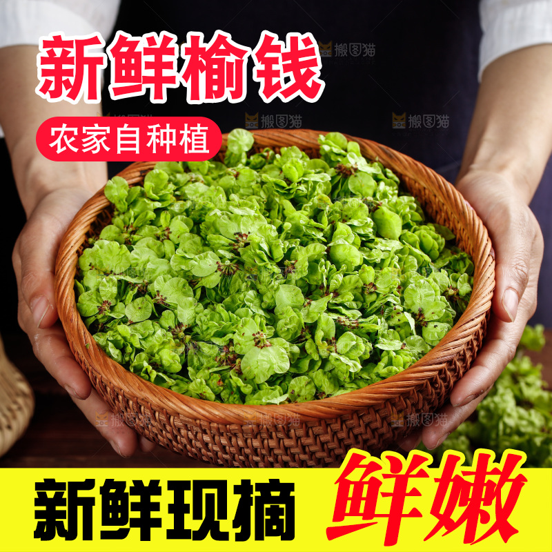 手里端着一篮榆钱
