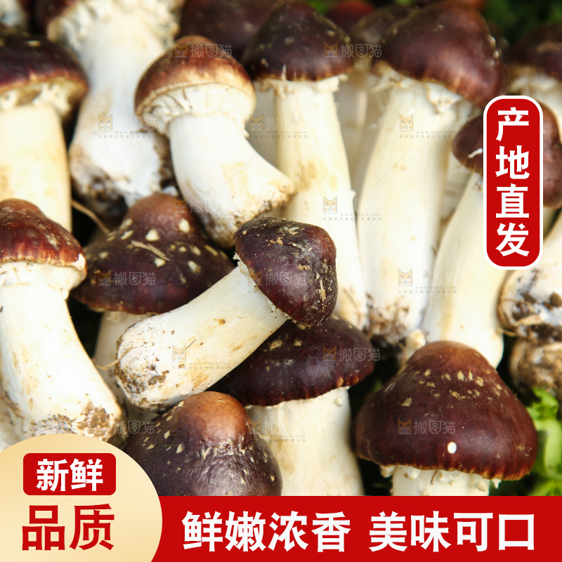 一堆新鲜的松茸菇