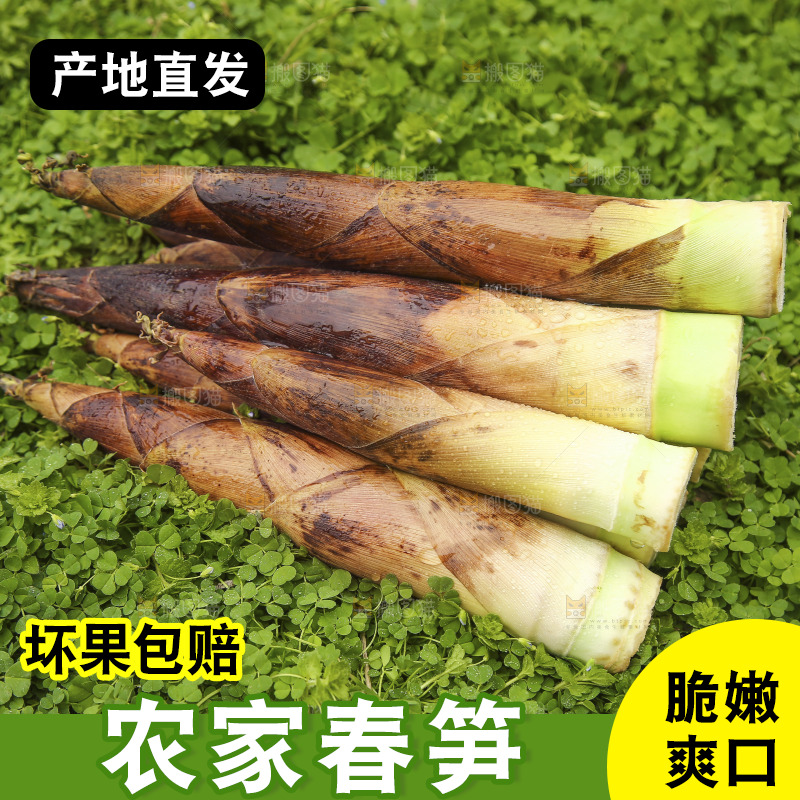一堆临安春雷笋