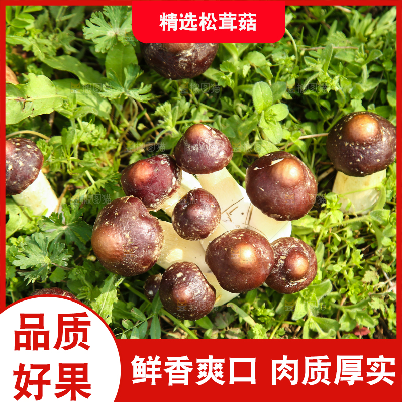新鲜的松茸菇