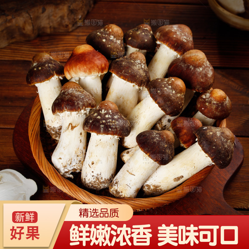 一篮新鲜松茸菇