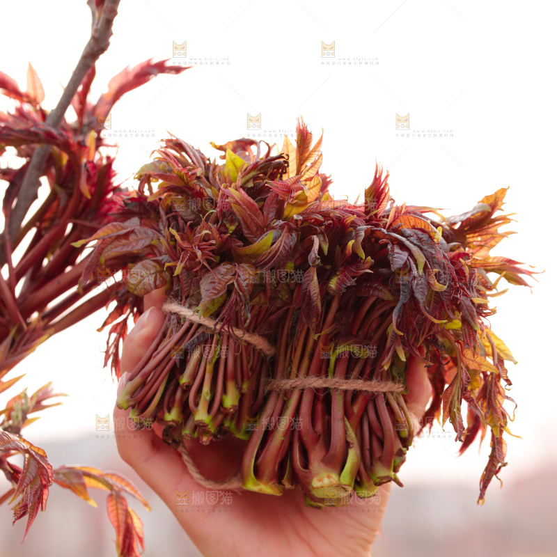 手里拿着红油香椿芽