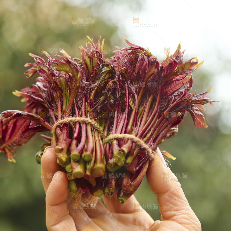 手里拿着香椿芽