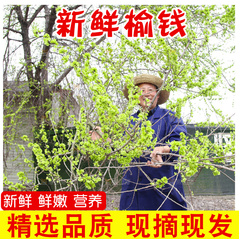 榆钱树枝叶