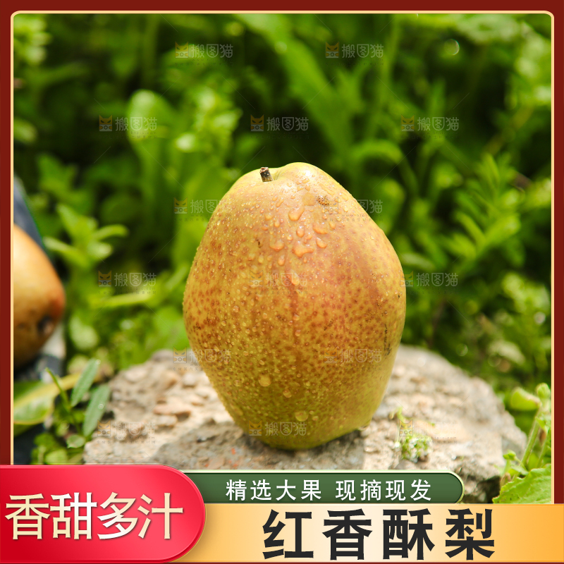 新鲜的红香酥梨