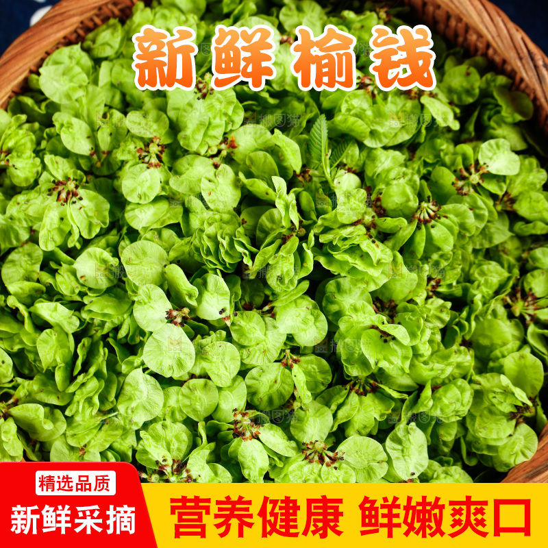 一篮新鲜榆钱