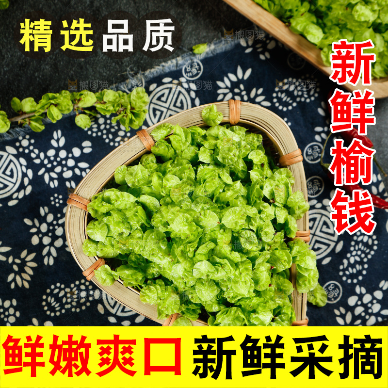 新鲜的榆钱叶