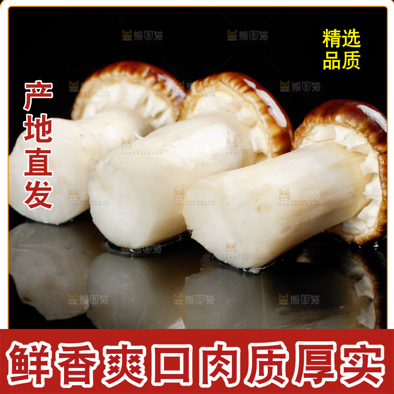黑底上的新鲜松茸菇