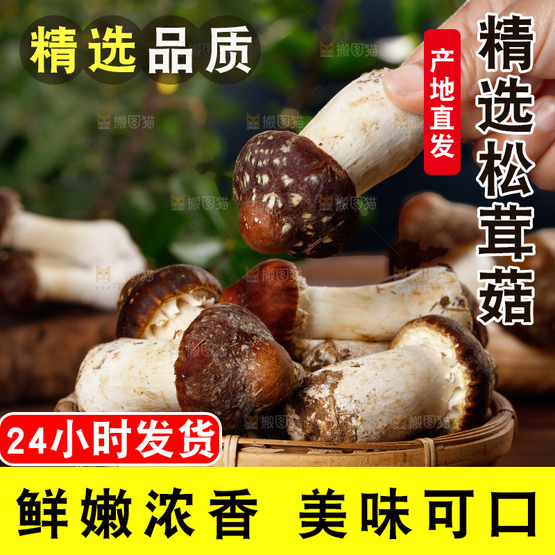 手里拿着赤松茸