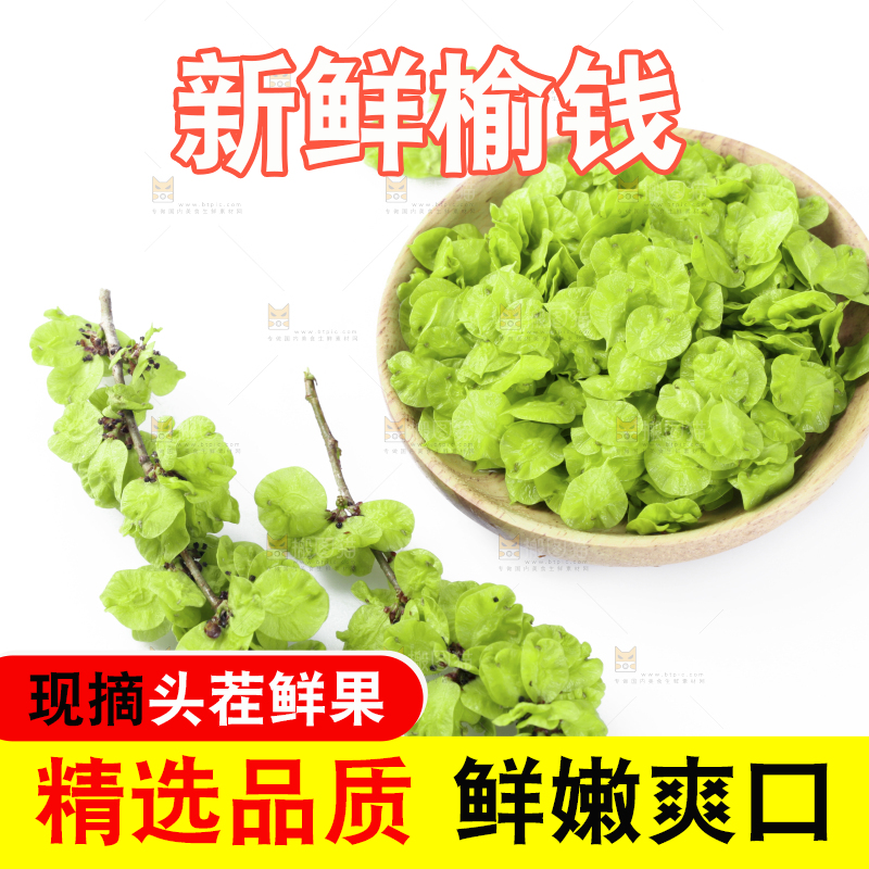 榆钱摆放在白底上
