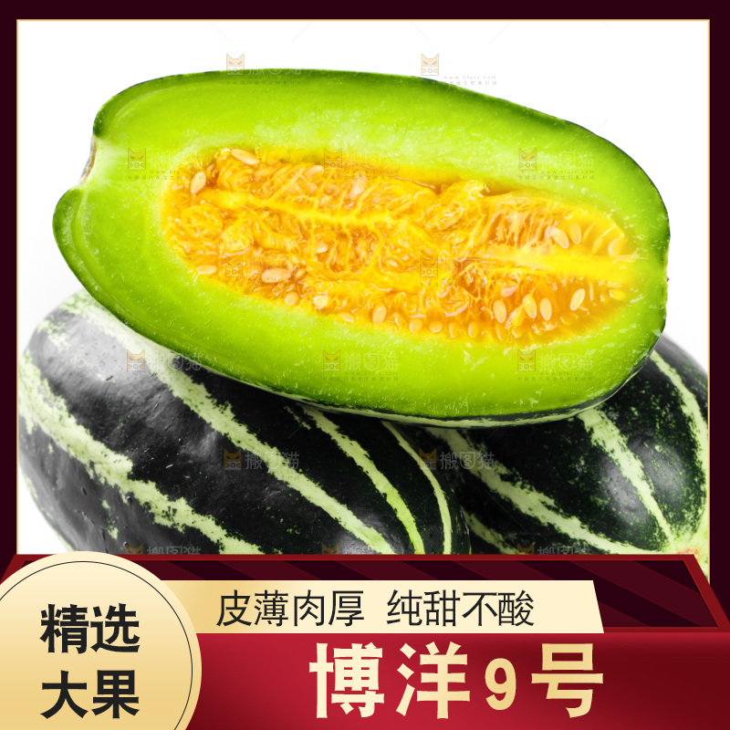 白底上摆放着博洋9号甜瓜
