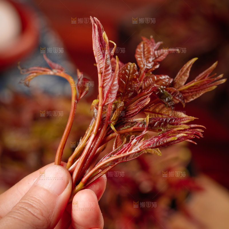 手里拿着红芽香椿