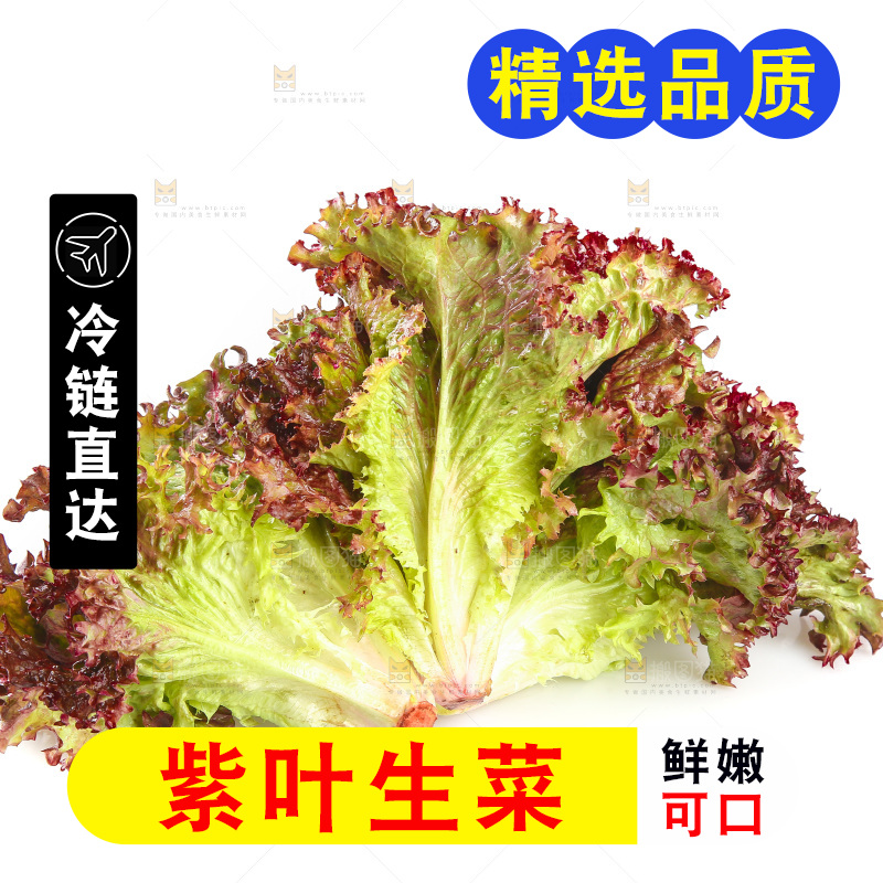 白底上的罗莎红生菜