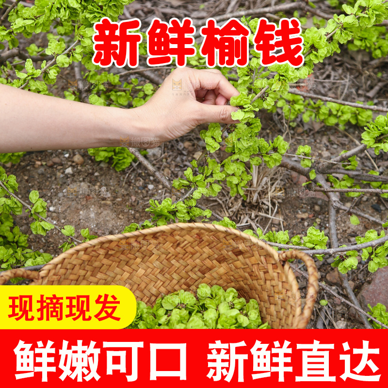 采摘榆钱