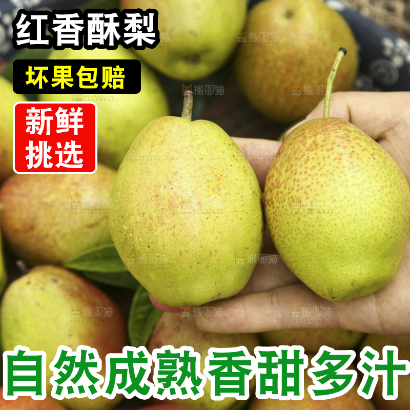 手拿着红酥梨