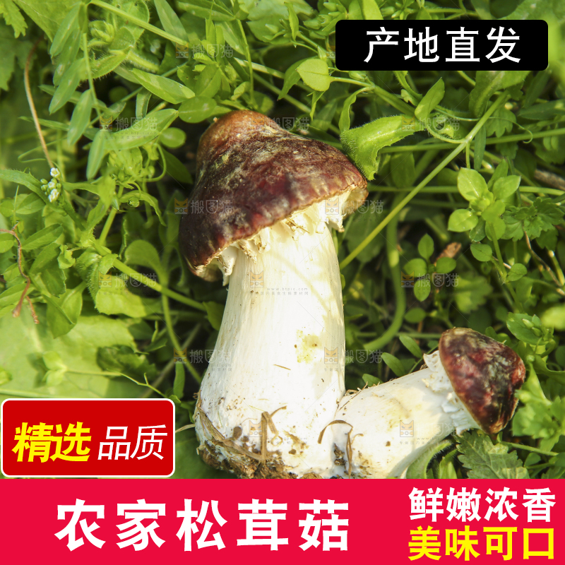 新鲜的松茸