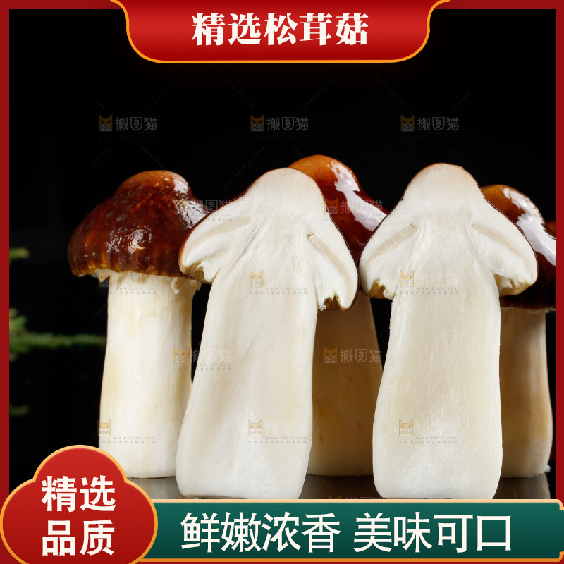 黑底上的云南新鲜赤松茸