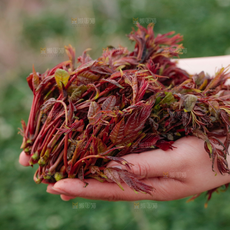 手里拿着香椿芽