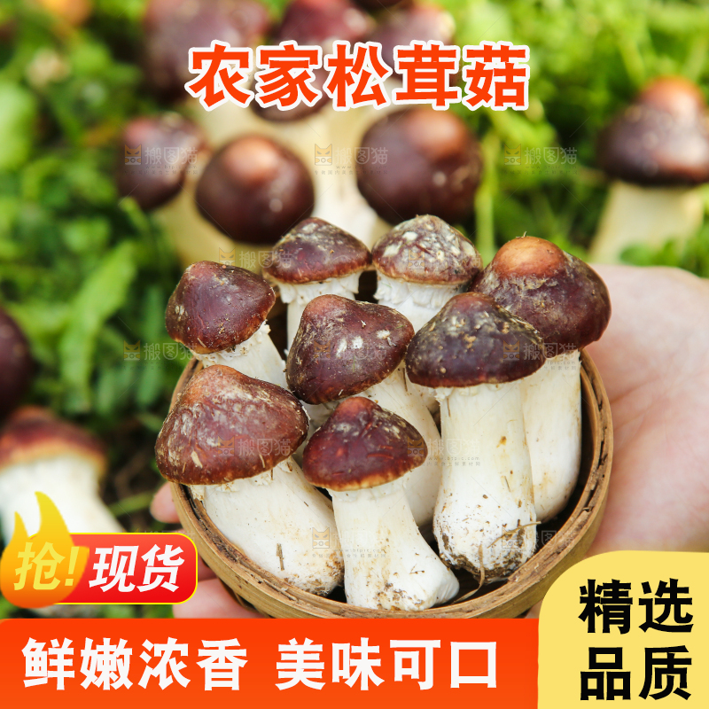手里端着一篮松茸菇