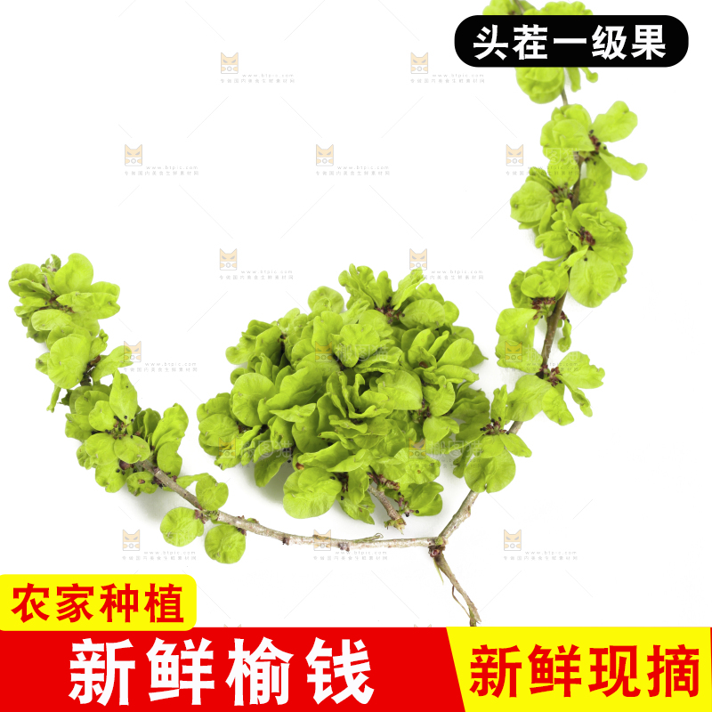 白底上的榆钱枝叶