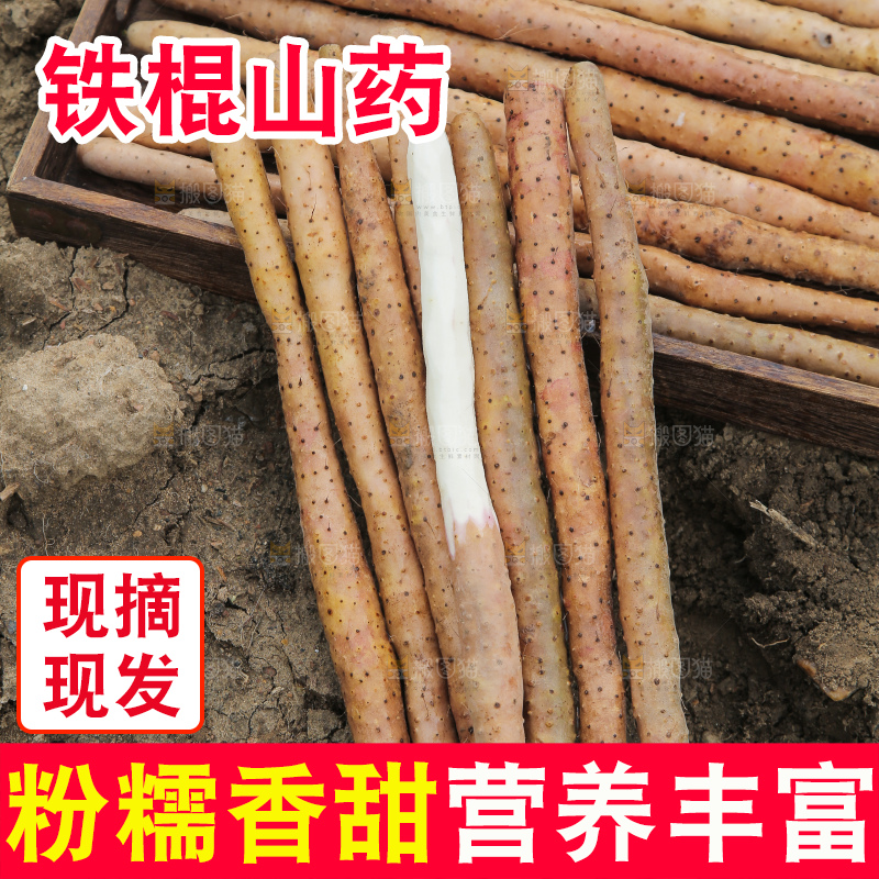新鲜的铁棍山药