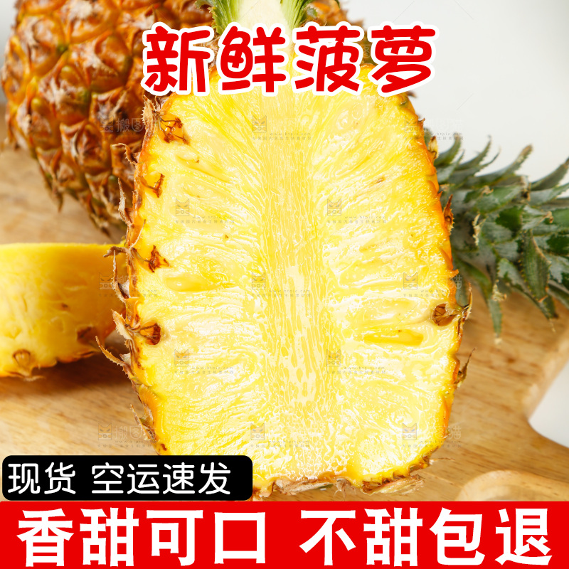 木底上的广东徐闻菠萝