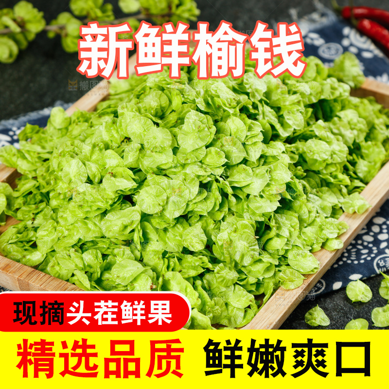 一盘榆钱叶