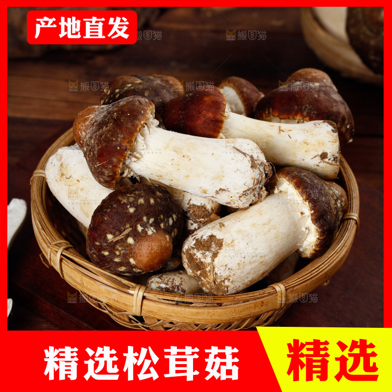 一篮新鲜松茸菇