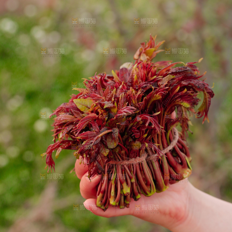 手里拿着红油香椿芽