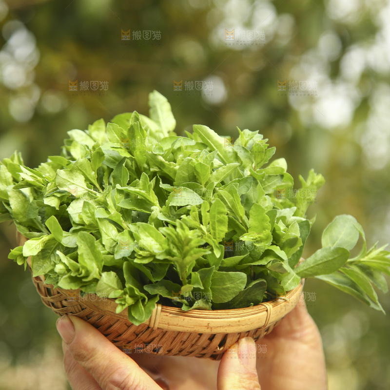 手里端着一篮枸杞芽