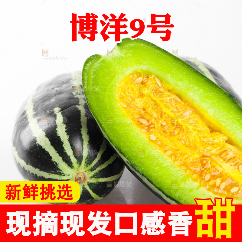 白底上摆放着博洋9号甜瓜
