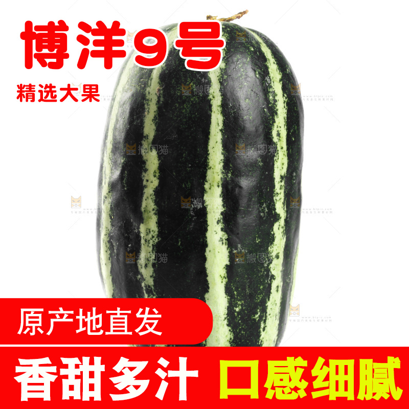 白底上放着博洋9号