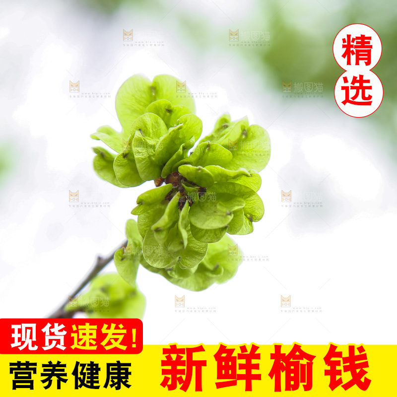 榆钱树枝叶
