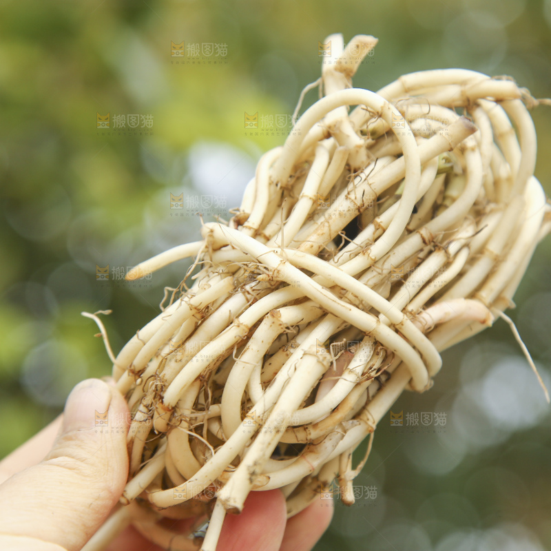 手里拿着折耳根