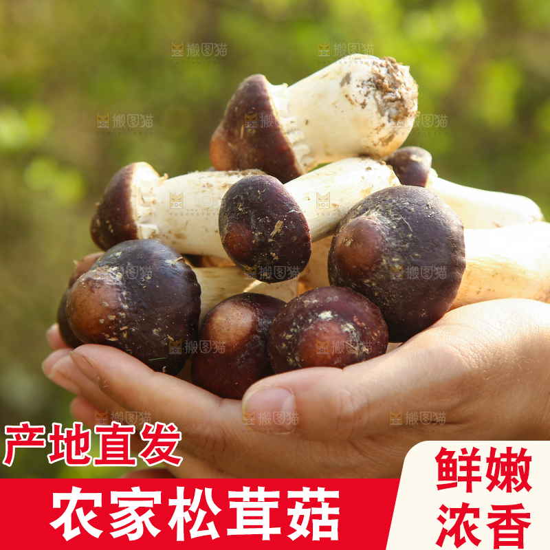 手里拿着赤松茸