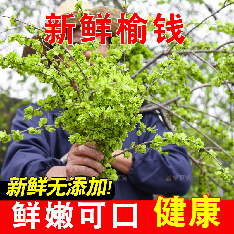 手里拿着榆钱