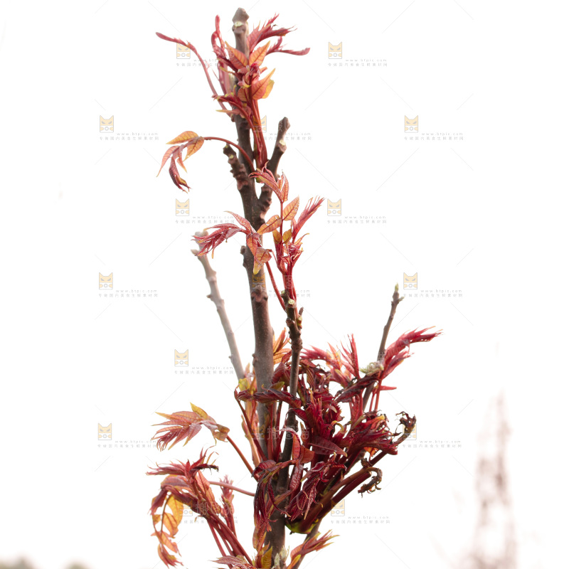 树叶上的头茬香椿芽