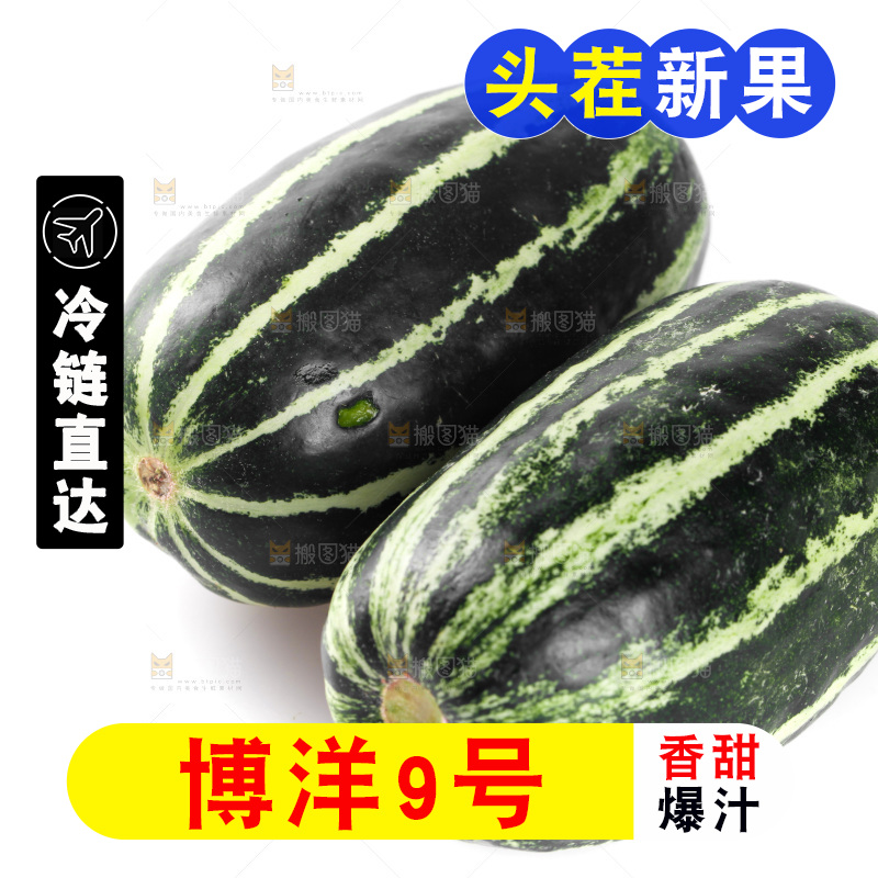 白底上的博洋9号甜瓜